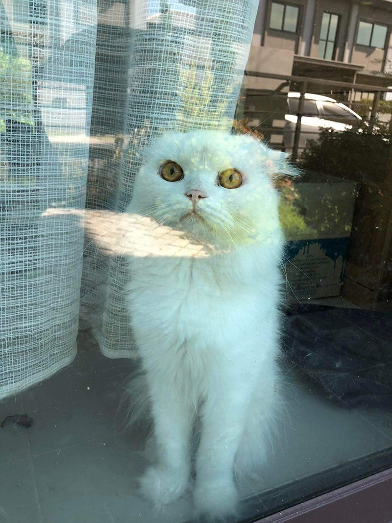 คนเช่าชิ่งค่าบ้าน ปล่อยสภาพสุดเละ แถมทิ้งแมวไว้ 5 ตัว