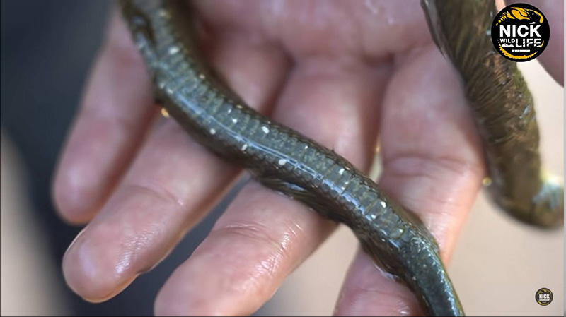 ไขปริศนาคลิปงูมีขน