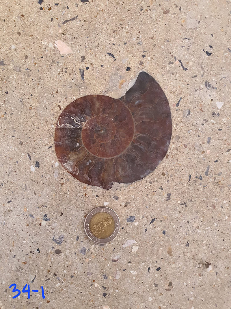 ไวรัลสาวเจอฟอสซิลหอย กลางสยาม