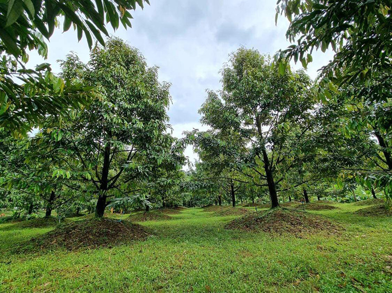 ประกาศขายบ้านชวนอึ้ง บ้านหลังโต พร้อมสวนทุเรียน 