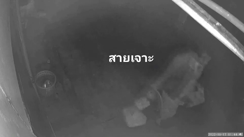 สาวสุดแค้น เลี้ยงงูพิษไว้ในบ้าน พามาดูแลหวังให้โอกาส 