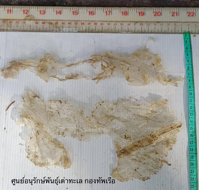 เต่าตนุ อายุ 20 ปี เกยตื้นตาย อึ้ง