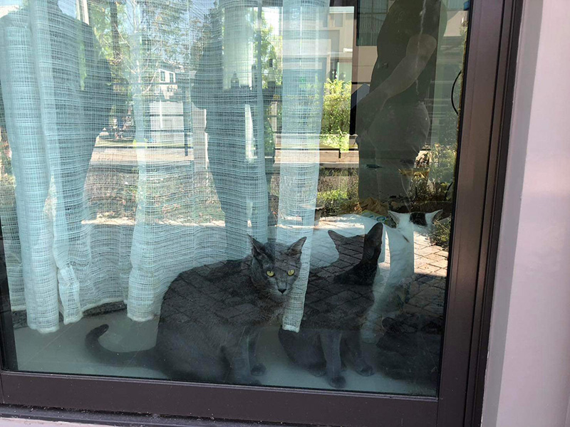 คนเช่าชิ่งค่าบ้าน ปล่อยสภาพสุดเละ แถมทิ้งแมวไว้ 5 ตัว