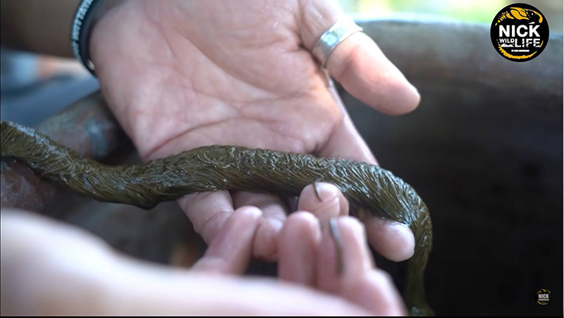 ไขปริศนาคลิปงูมีขน