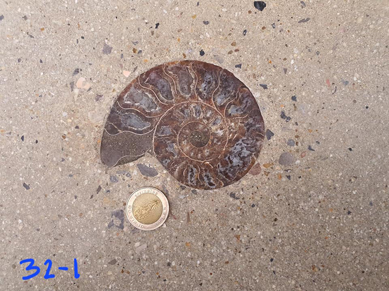 ไวรัลสาวเจอฟอสซิลหอย กลางสยาม