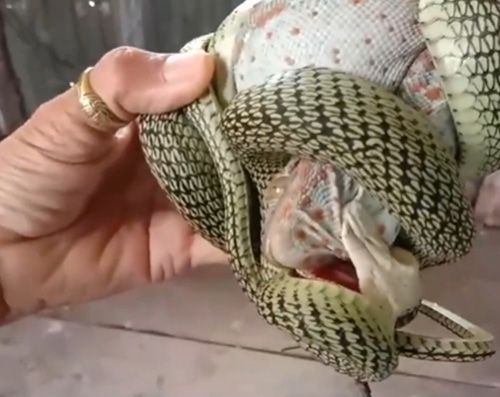 งูเขียวปะทะตุ๊กแก