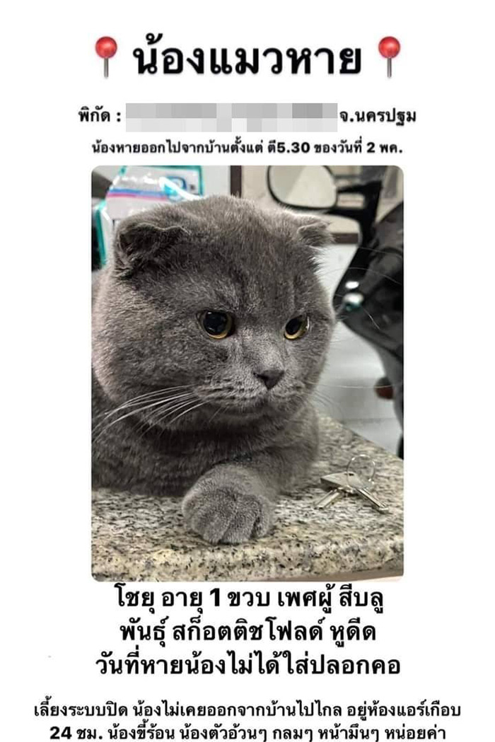 สาวตามหาแมวหาย รู้ทีหลังว่าแฟนขโมยไปขาย