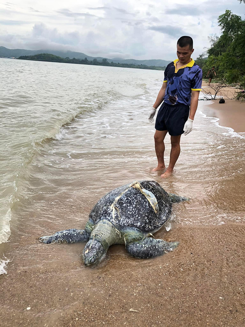 เต่าตนุ อายุ 20 ปี เกยตื้นตาย อึ้ง