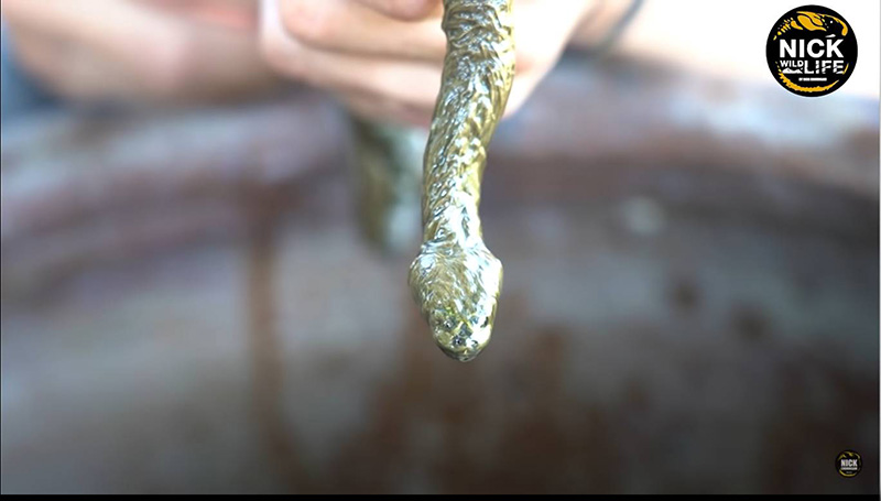 ไขปริศนาคลิปงูมีขน