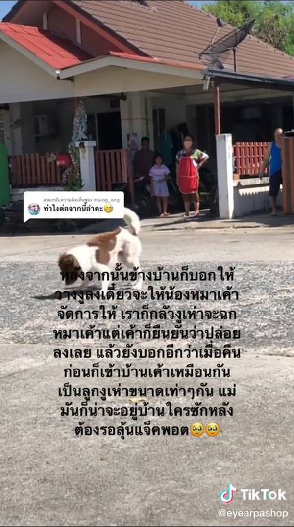 สาวกรี๊ดลั่น เปิดผ้าห่มเจอลูกงูเห่า