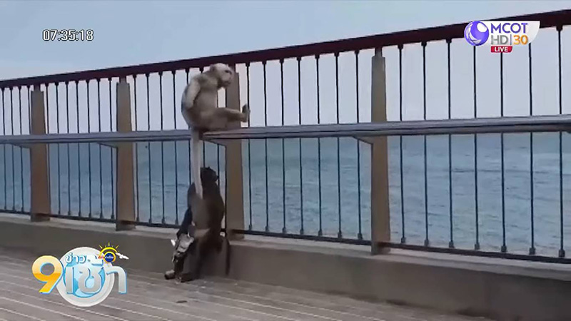 เตือนภัย ! นทท. โดนลิงเผือกเขาสามมุกกัดจมเขี้ยว