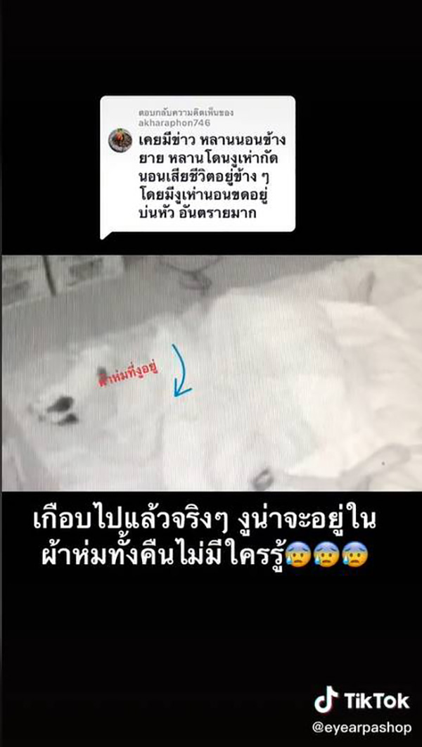 สาวกรี๊ดลั่น เปิดผ้าห่มเจอลูกงูเห่า