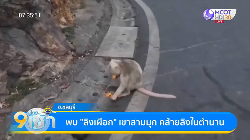 เตือนภัย ! นทท. โดนลิงเผือกเขาสามมุกกัดจมเขี้ยว