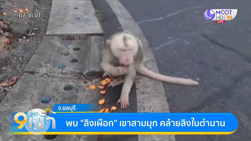 เตือนภัย ! นทท. โดนลิงเผือกเขาสามมุกกัดจมเขี้ยว