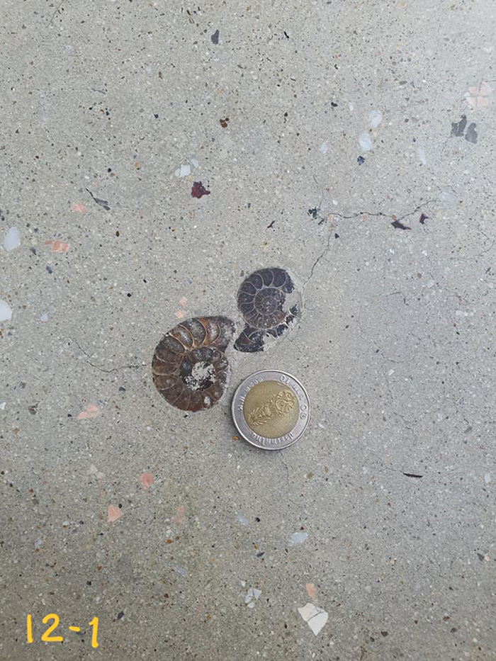 ไวรัลสาวเจอฟอสซิลหอย กลางสยาม