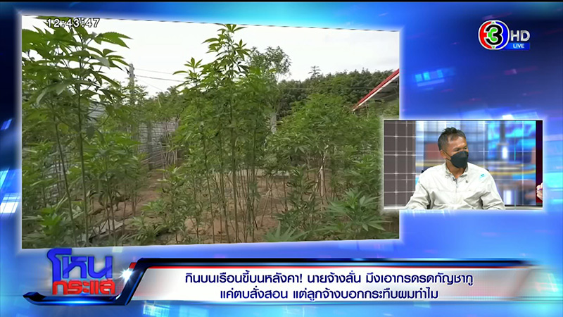 เจ้าของไร่กัญชา จับลูกจ้างเฆี่ยน 