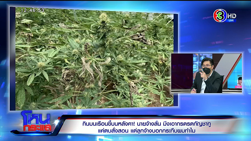 เจ้าของไร่กัญชา จับลูกจ้างเฆี่ยน 