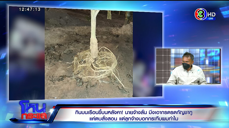 เจ้าของไร่กัญชา จับลูกจ้างเฆี่ยน 