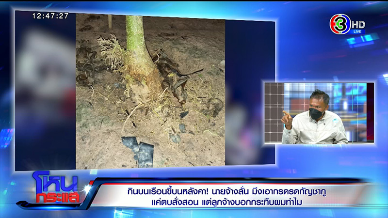 เจ้าของไร่กัญชา จับลูกจ้างเฆี่ยน 