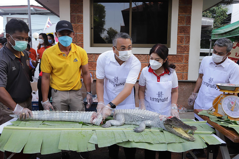 เนื้อจระเข้