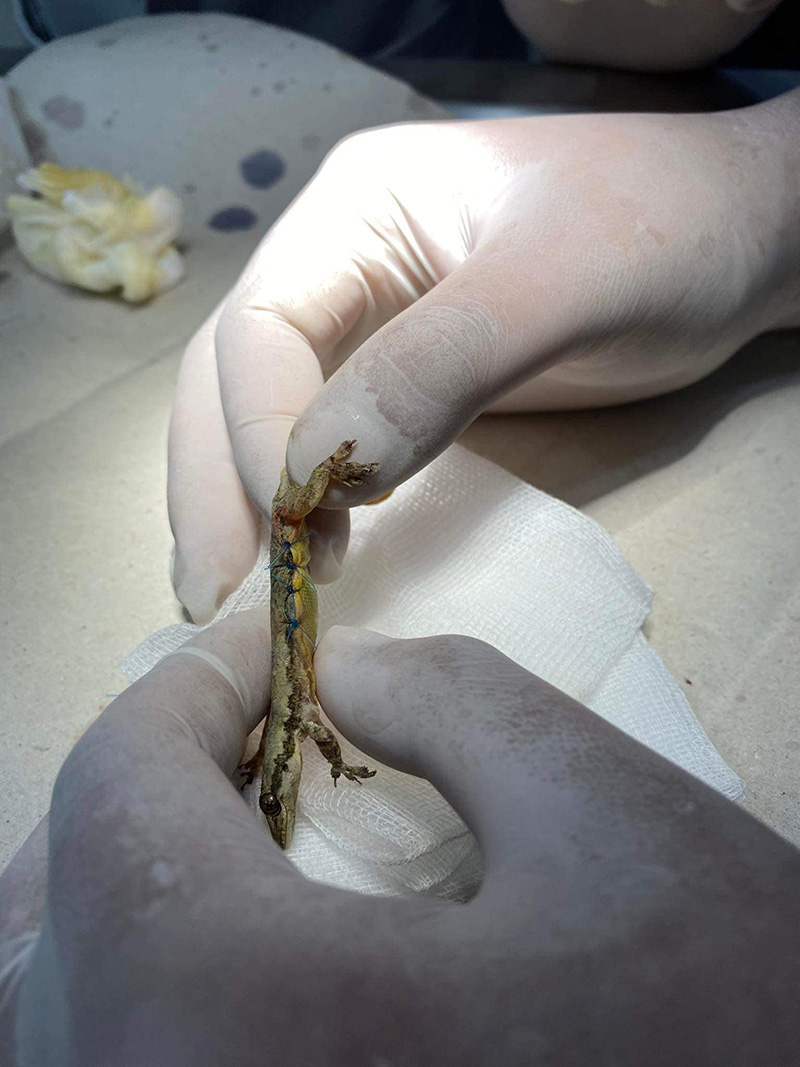 สาวช่วยชีวิตจิ้งจก พา น้องจีจี้ ไปหาหมอด่วน