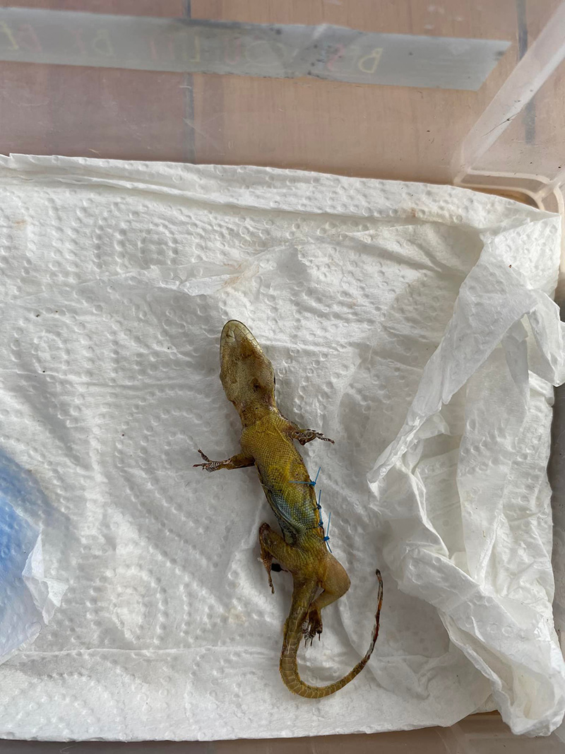 สาวช่วยชีวิตจิ้งจก พา น้องจีจี้ ไปหาหมอด่วน