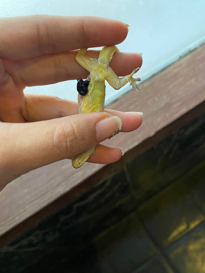 สาวช่วยชีวิตจิ้งจก พา น้องจีจี้ ไปหาหมอด่วน