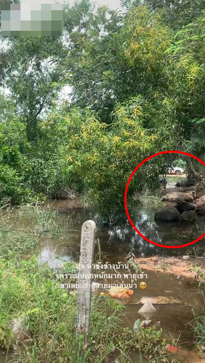 สร้างบ้านเกือบเสร็จ เจอเพื่อนบ้านเอาวัว-ควายมาเลี้ยง