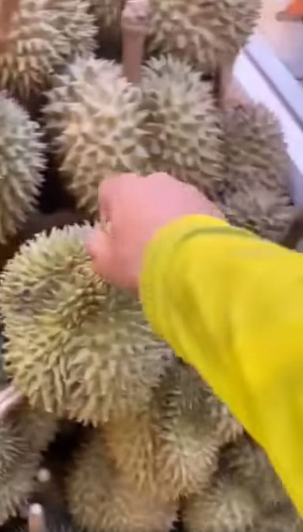 หนุ่มทดสอบโหม่งทุเรียน