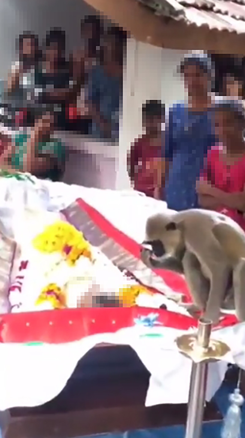 ลิงอาลัยคนดูแล ไปงานศพแสดงความผูกพัน 