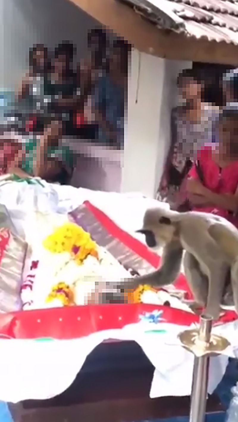 ลิงอาลัยคนดูแล ไปงานศพแสดงความผูกพัน 