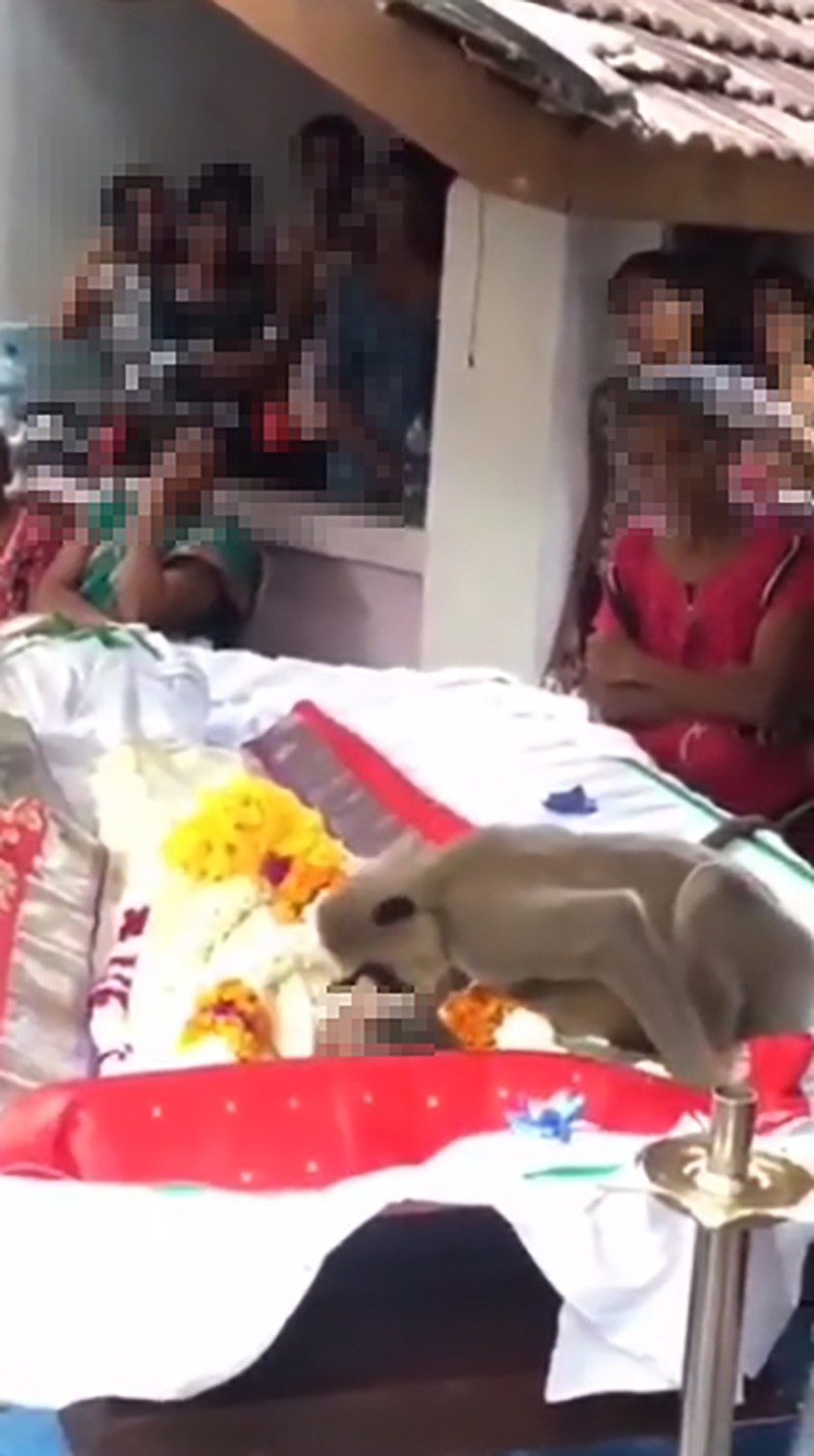 ลิงอาลัยคนดูแล ไปงานศพแสดงความผูกพัน 