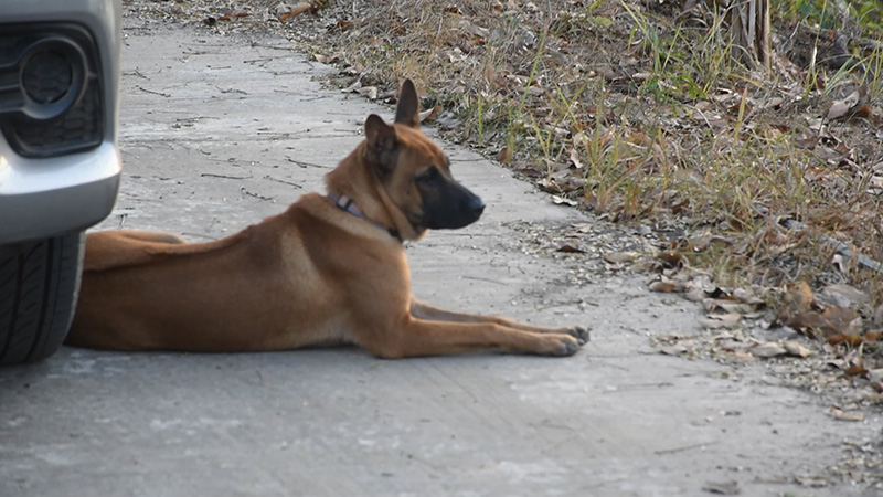 เจ้าน้ำตาล