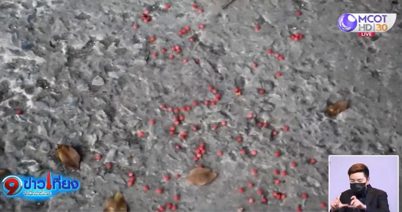 เจ้าน้ำตาล