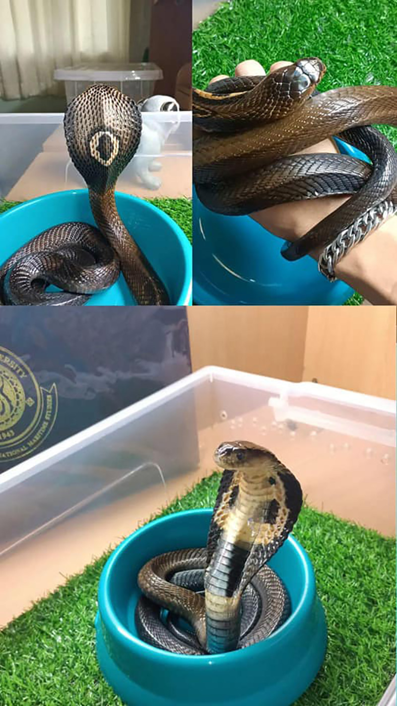 หนุ่มเตือน คนเลี้ยงงูอย่าประมาท