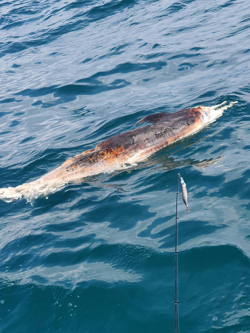 สัตว์ทะเล