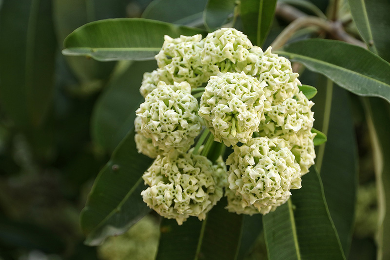 แชร์ว่อน หมอแผนไทยเตือน ดมกลิ่นต้นตีนเป็ด