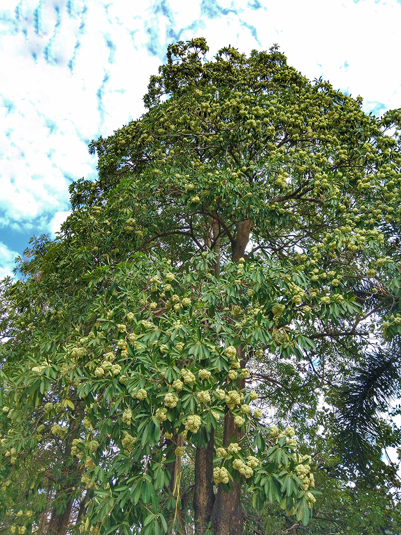 แชร์ว่อน หมอแผนไทยเตือน ดมกลิ่นต้นตีนเป็ด