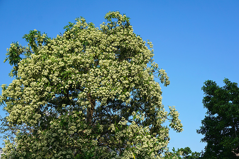 แชร์ว่อน หมอแผนไทยเตือน ดมกลิ่นต้นตีนเป็ด