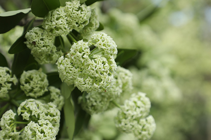 แชร์ว่อน หมอแผนไทยเตือน ดมกลิ่นต้นตีนเป็ด