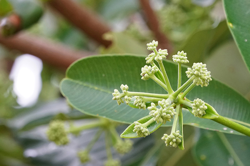 แชร์ว่อน หมอแผนไทยเตือน ดมกลิ่นต้นตีนเป็ด