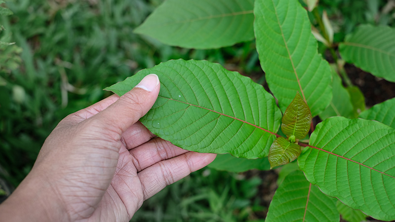 กระท่อม