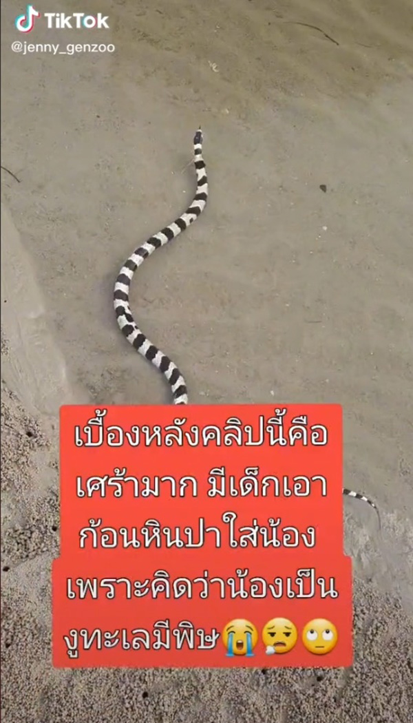 ไวรัล 4 ล้าน สาวพาปล่อยน้องงูเล่นน้ำทะเล 