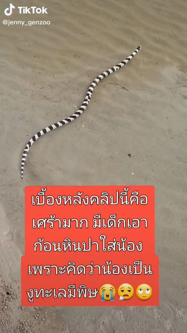 ไวรัล 4 ล้าน สาวพาปล่อยน้องงูเล่นน้ำทะเล 