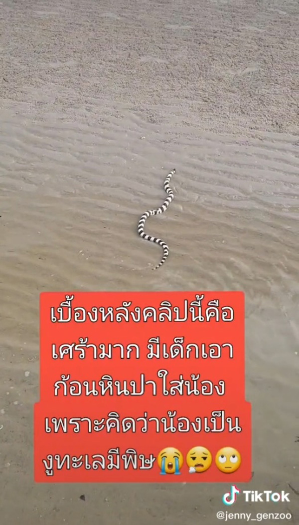 ไวรัล 4 ล้าน สาวพาปล่อยน้องงูเล่นน้ำทะเล 