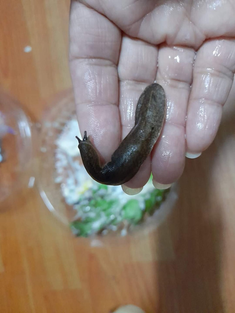 ซื้อสลัดผักจากร้านในห้าง กินเกือบหมด เพิ่งเห็นบางอย่างสีดำ