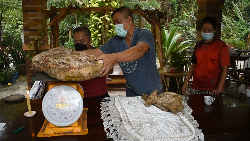 อ้วกวาฬ