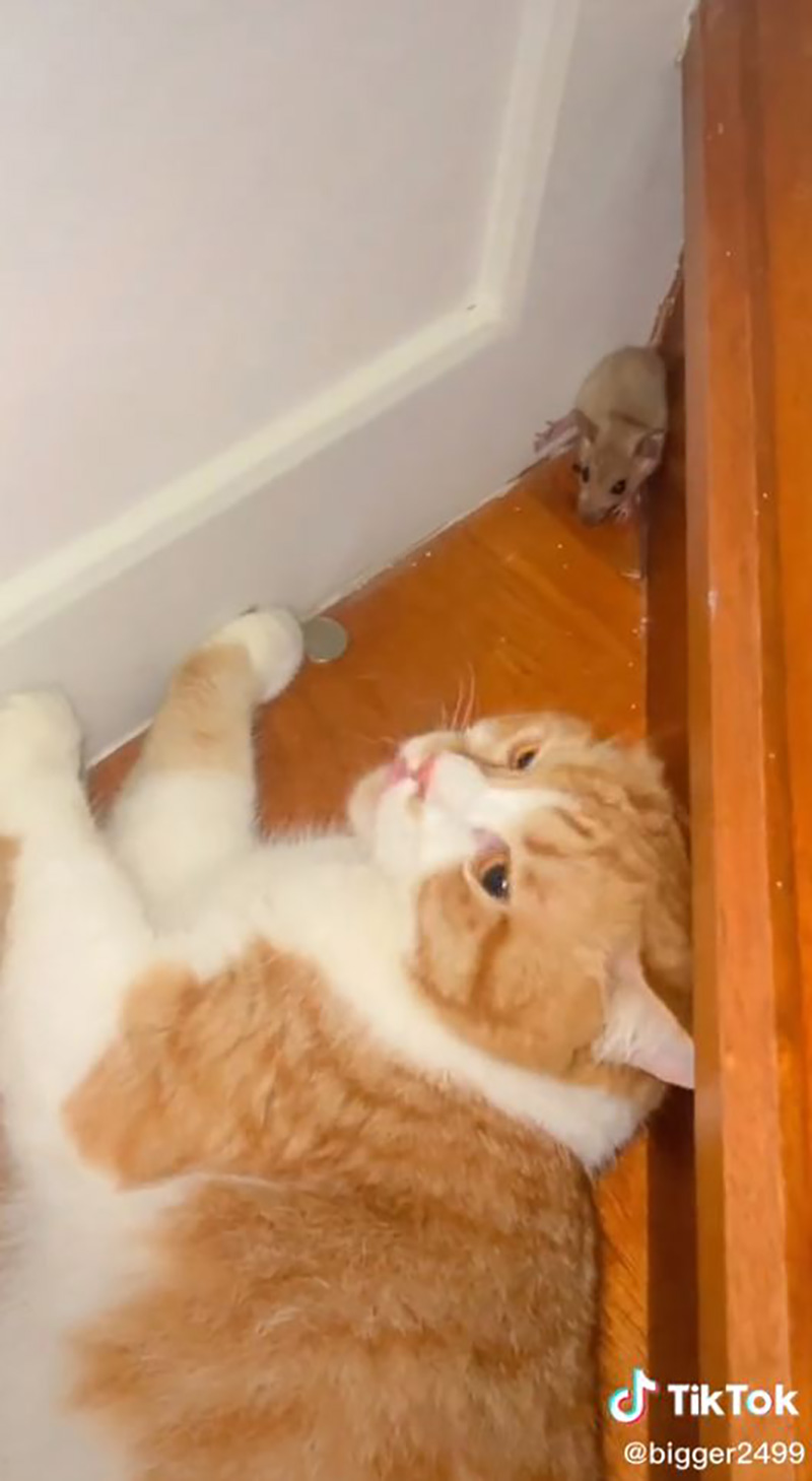 ไวรัลอะไรเข้าบ้าน ฟังตอนแรกนึกว่าพูดภาษาอินโดฯ