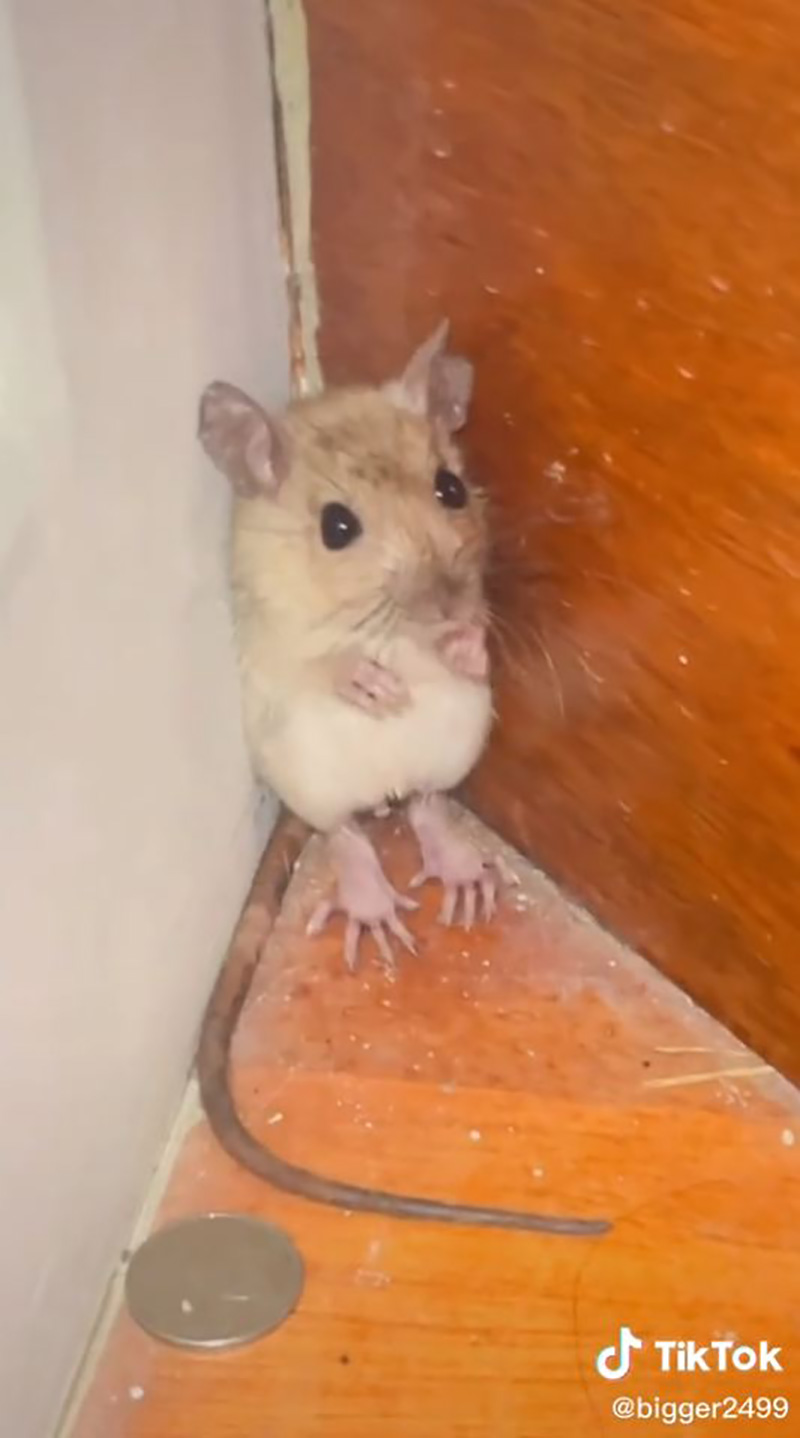 ไวรัลอะไรเข้าบ้าน ฟังตอนแรกนึกว่าพูดภาษาอินโดฯ