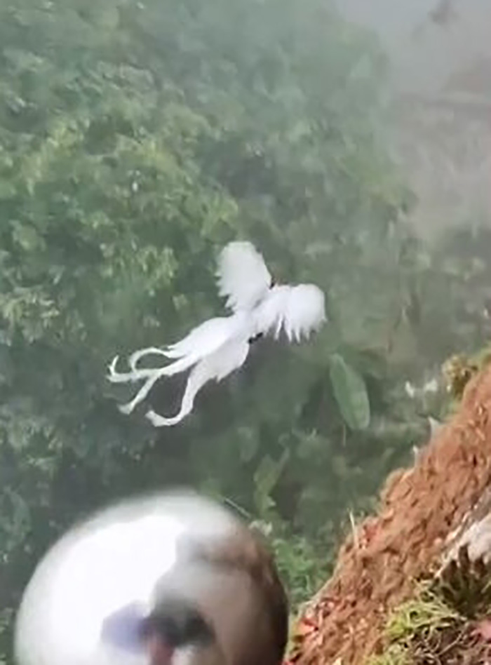 สัตว์ในตำนาน 